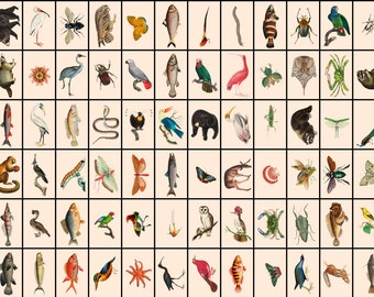 252 PCS Vintage Animal / Zoological Collage Kit, 4 x 6”, Cottagecore, Nature, Fauna, Antique, Aesthetic, Digital download, Printable