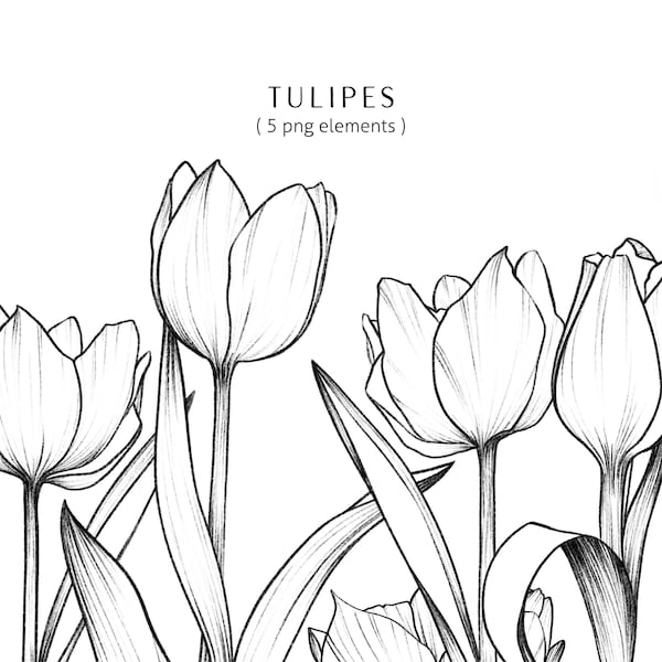 Clip art tulipes dessinées à la main, clipart de fleurs, illustration florale pour usage commercial, tulipe PNG, dessin au trait de tulipes