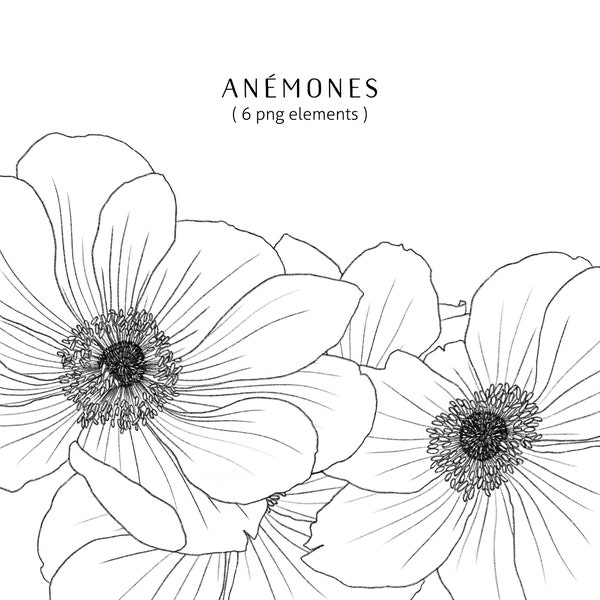 Hand-drawn anemone clip art, flower clipart, floral illustration for commercial use, anemone PNG, outlined anemone drawing