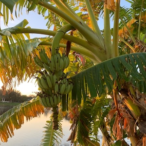 Tropische blauwe Java bananenboom startplant, biologische tropische fruitboom (15-30 cm); (VS zone 9+, of binnenshuis kweken)
