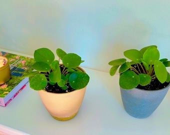 4" Pilea Chinese Money Plant