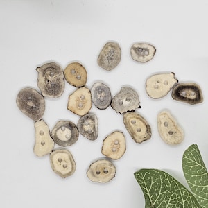 Puede incluir: Un conjunto de botones de forma irregular, en tonos naturales, cada uno con dos agujeros. Los botones tienen un aspecto rústico y orgánico, con colores que van del beige claro al marrón más oscuro. Están dispersos sobre una superficie blanca, con algunas hojas verdes en la esquina.