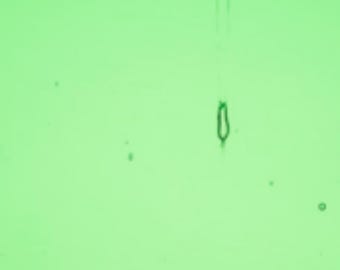 Wissmach COE 96 glass - Garden Green Transparent