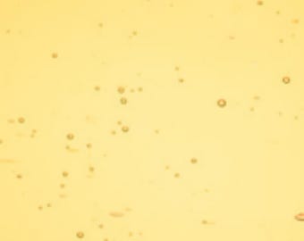 Wissmach COE 96 glass - Honey Transparent