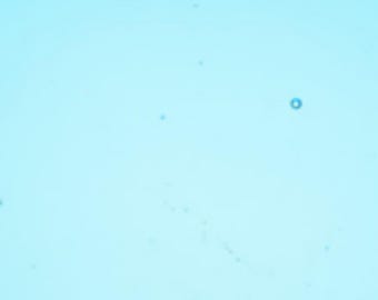 Wissmach COE 96 glass - Deep Sky Blue Transparent