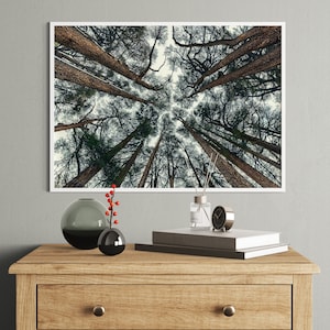 Tree Branch Print Abstract Tree Large Forest Print Tree Wall Art Forest Wall Art Trees Canvas Print Extra Large Wall Art Pine Forest Art