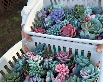 Jabones con motivos de suculentas. Recuerdos para despedidas de soltera con suculentas. Recuerdos para fiestas temáticas de cactus. Jabones artesanales con diseño floral.
