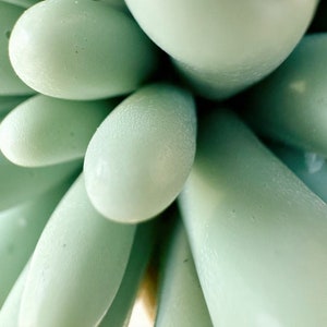 Puede incluir: Primer plano de una planta suculenta de color verde claro con muchas hojas puntiagudas.