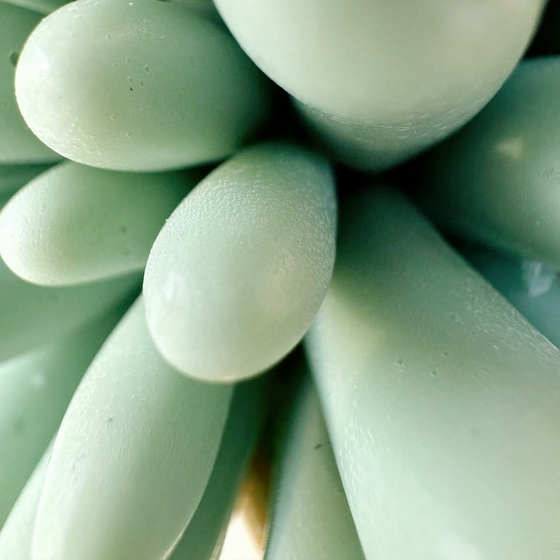 Puede incluir: Primer plano de una planta suculenta de color verde claro con muchas hojas puntiagudas.