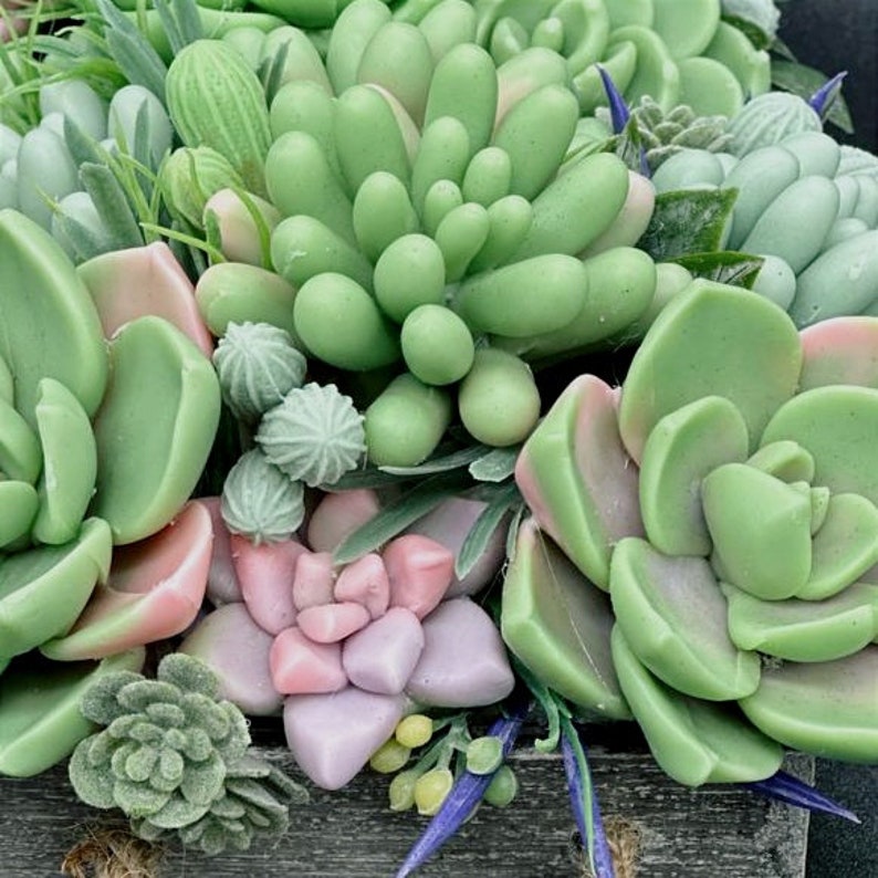 Puede incluir: Un primer plano de una composici&oacute;n de suculentas con una variedad de suculentas verdes en una maceta de madera. Las suculentas est&aacute;n dispuestas en un grupo, con algunas de las hojas superpuestas.