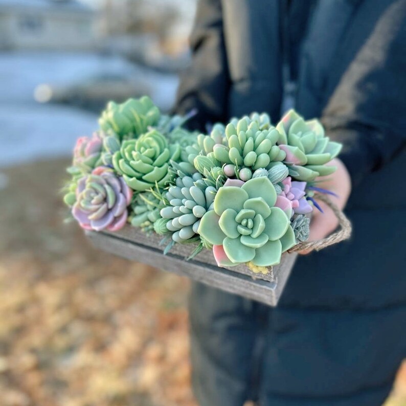 Puede incluir: Una caja de madera llena de una variedad de plantas suculentas verdes y rosadas. La caja tiene un asa de cuerda.