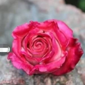 Molde de silicone 3D flores rosas para sabonete