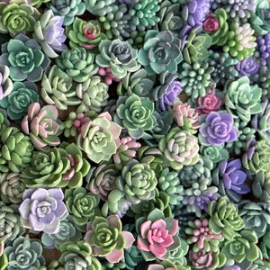 Jabón de flores suculentas
