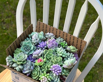 Jabones con forma de suculenta. Recuerdos de boda para invitados. Jabones de cumpleaños. Decoraciones para baby shower. Jabones para despedida de soltera. Mini suculentas.