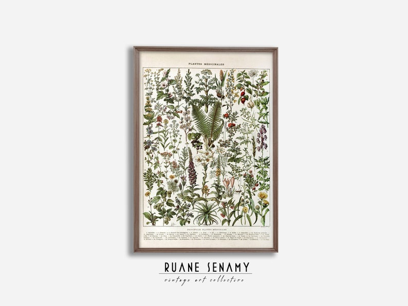 Vintage Principales Plantes Medicinales Poster, Ferns Antique Botanical ...
