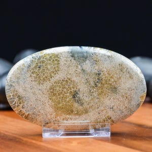 Java Fossilized Coral Palm Stone