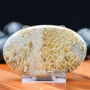 May include: An oval-shaped fossil stone with a beige and tan pattern, displayed on a clear acrylic stand. The stone's surface features a detailed, textured design, showcasing natural geological formations. The stone is set against a dark background.
