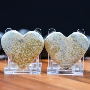 May include: Two heart-shaped stones with a textured, fossilized appearance, displayed on clear acrylic stands. The stones have a mix of beige, tan, and gray tones, with intricate patterns. The background is dark, and the surface is wooden.