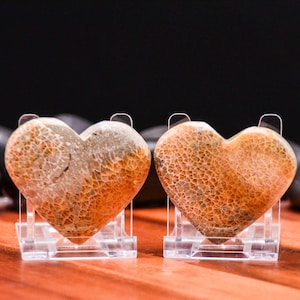 May include: Two heart-shaped fossil stones with a tan and brown pattern, displayed on clear acrylic stands. The stones have a textured surface and are set against a dark background.