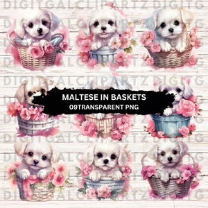 Aquarel Maltese puppy in een mand Clip Art-09 transparante PNG-bestanden - digitale download - mand Maltees-1217