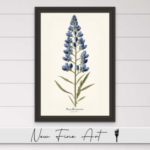 Vintage Texas Bluebonnet Wall Art, Farmhouse Print, Floral, Antique, Minimalist Flower, Botanical, Museum Quality Canvas or Art Print