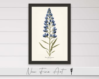 Puede incluir: Una ilustración botánica enmarcada de una flor de Lupino de Texas con pétalos azules y hojas verdes. El texto "Texas Bluebonnet" y "Lupinus Texensis" está impreso debajo de la flor.