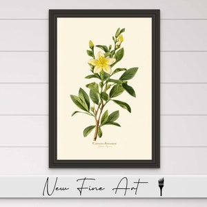 Vintage Carolina Jasmine Wall Art, Farmhouse Print, Floral, Antique, Minimalist Flower, Botanical, Museum Quality Canvas or Art Print