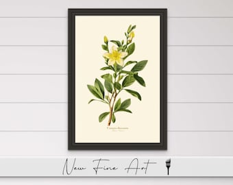 Vintage Carolina Jasmine Wall Art, Farmhouse Print, Floral, Antique, Minimalist Flower, Botanical, Museum Quality Canvas or Art Print