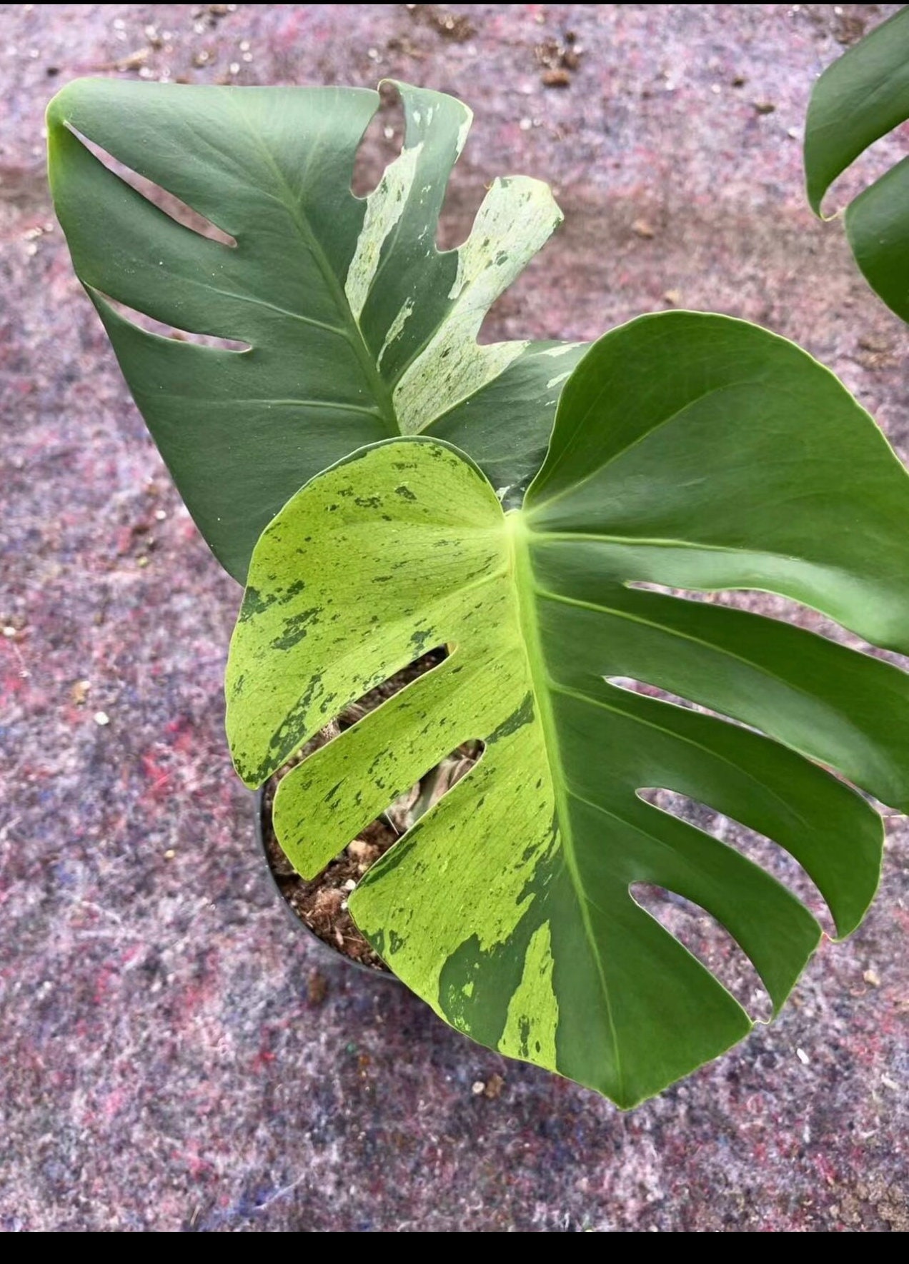 AAA」レア 1株のみ モンステラ ライトライム 斑入り Monstera Light