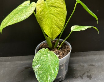 US Seller-Monstera white monster\ Monstera mint fully rooted