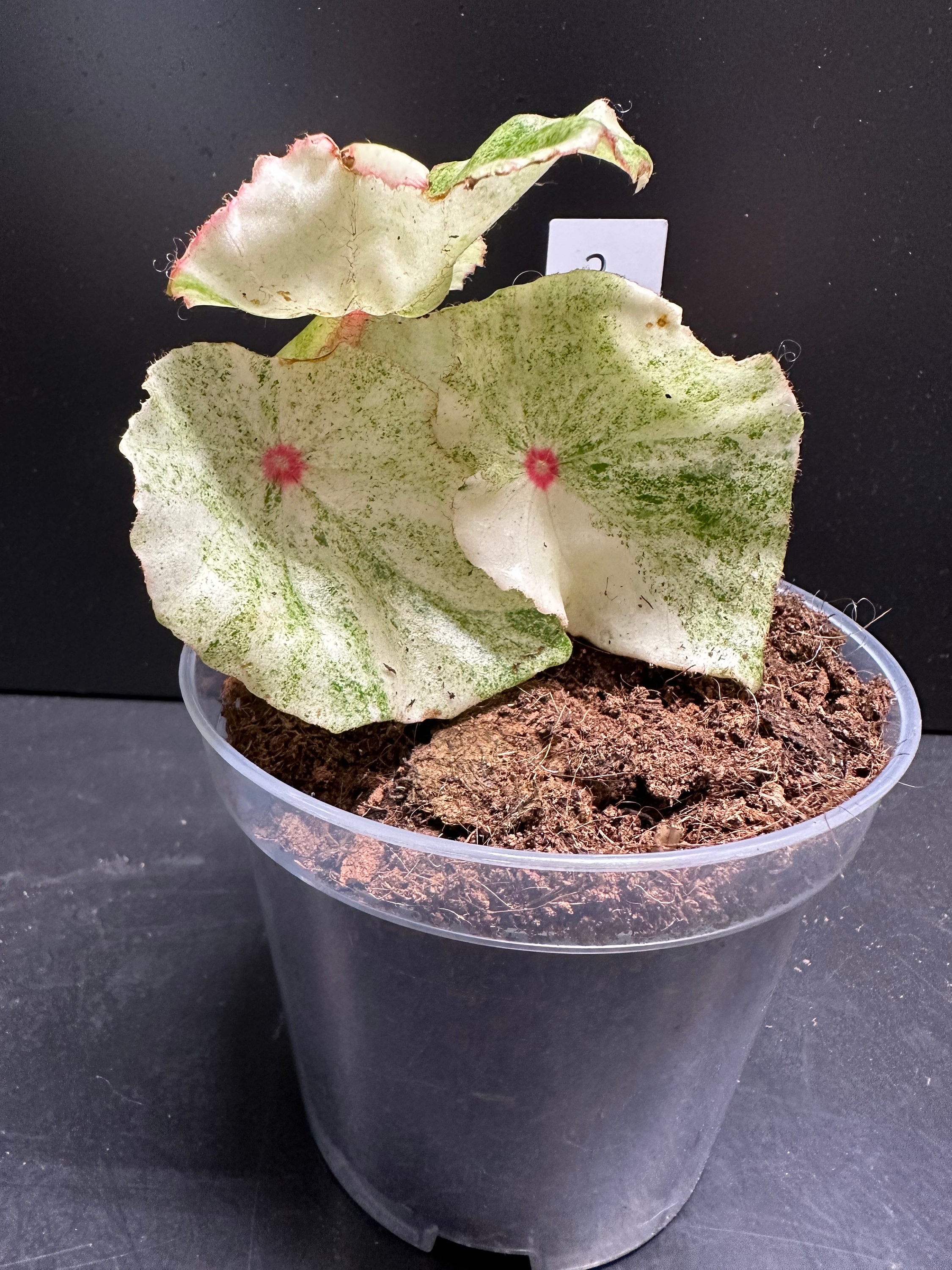 US Seller- Begonia Rouge Variegated 4in Pot - Etsy