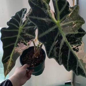 Variegated Alocasia Polly pink in bloom. (9th generation) pre-order.    A2