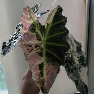 Variegated Alocasia Polly pink (9th generation) pre-order.    A1