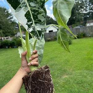 US seller Variegated Alocasia Frydek Corms