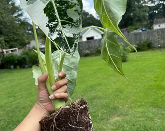 US seller Variegated Alocasia Frydek Corms