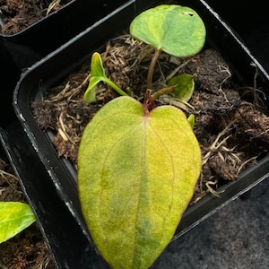 Variegated Anthurium ，（Dark Phoenix) (pre-order only) wholesale available import