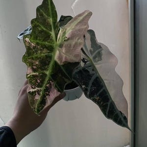 Variegated Alocasia Polly pink (9th generation) pre-order.    A3