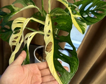 US Seller-Monstera Adansonii Ablo Variegated one leaf cuttings (leaves are 4-8 inches long )