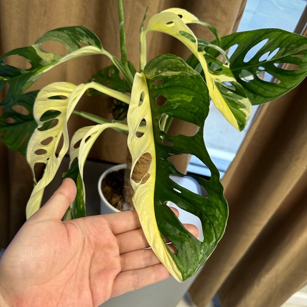 US Seller-Monstera Adansonii Ablo Variegated one leaf cuttings (leaves are 4-8 inches long )