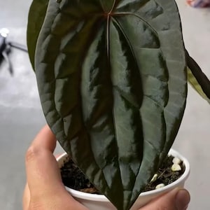 Anthurium ，（Dark Red V Phoenix.    X.     Self) (pre-order only) wholesale available