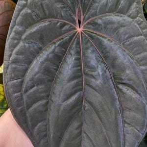 Anthurium ，( Dark Red V Phoenix. ) (pre-order only)