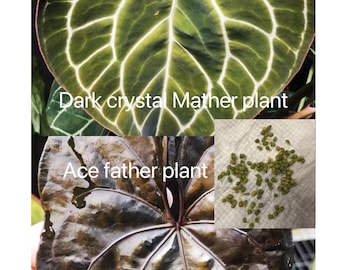 US Seller-Anthurium seeds AOS x dark from Crystallinum ， seeds
