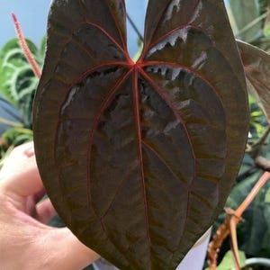 Anthurium ，（Aos x Dark Red V Phoenix. ) (pre-order only) wholesale available