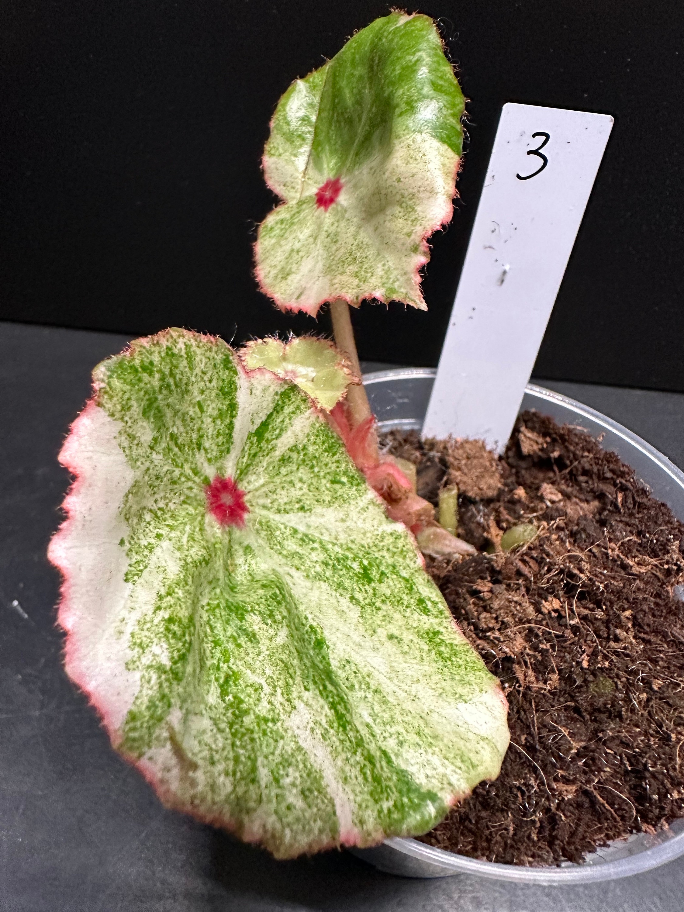Rouge Variegated ルージュ・バリエゲイテッド – Begonia Club