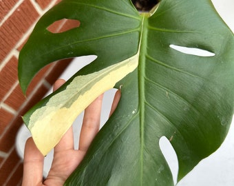 US seller Monstera deliciosa albo (large form) 3 leaves fully rooted 6in pot