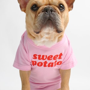 Op de afbeelding: Een Franse Bulldog die een roze T-shirt draagt met de tekst "sweet potato" in rood.