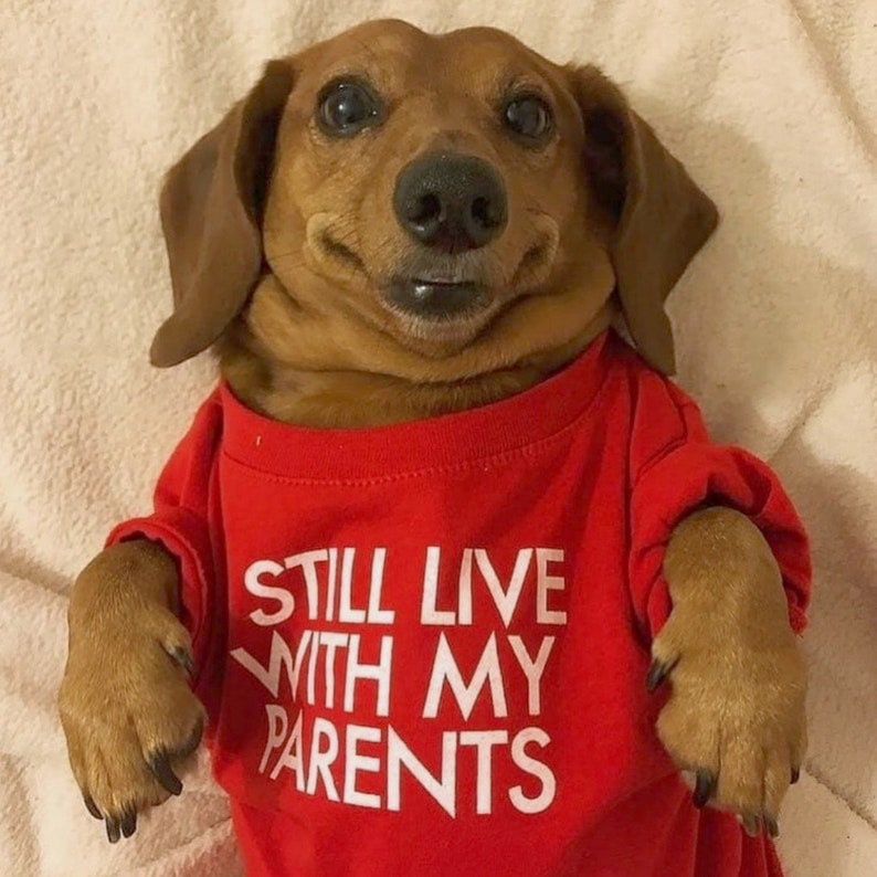I Still Live With My Parents Dog Tee - Favorite Funny Gift Dad Mom Frenchie French Bulldog Pug Puppy Pet Cat Dog Jumper Top Sweater T-Shirt image 2