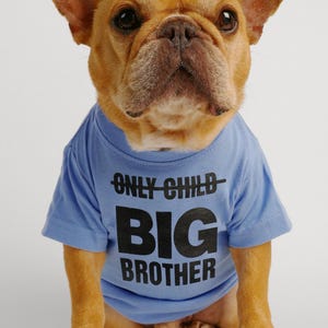 May include: A light blue dog shirt with the text "ONLY CHILD" crossed out and "BIG BROTHER" printed in black.