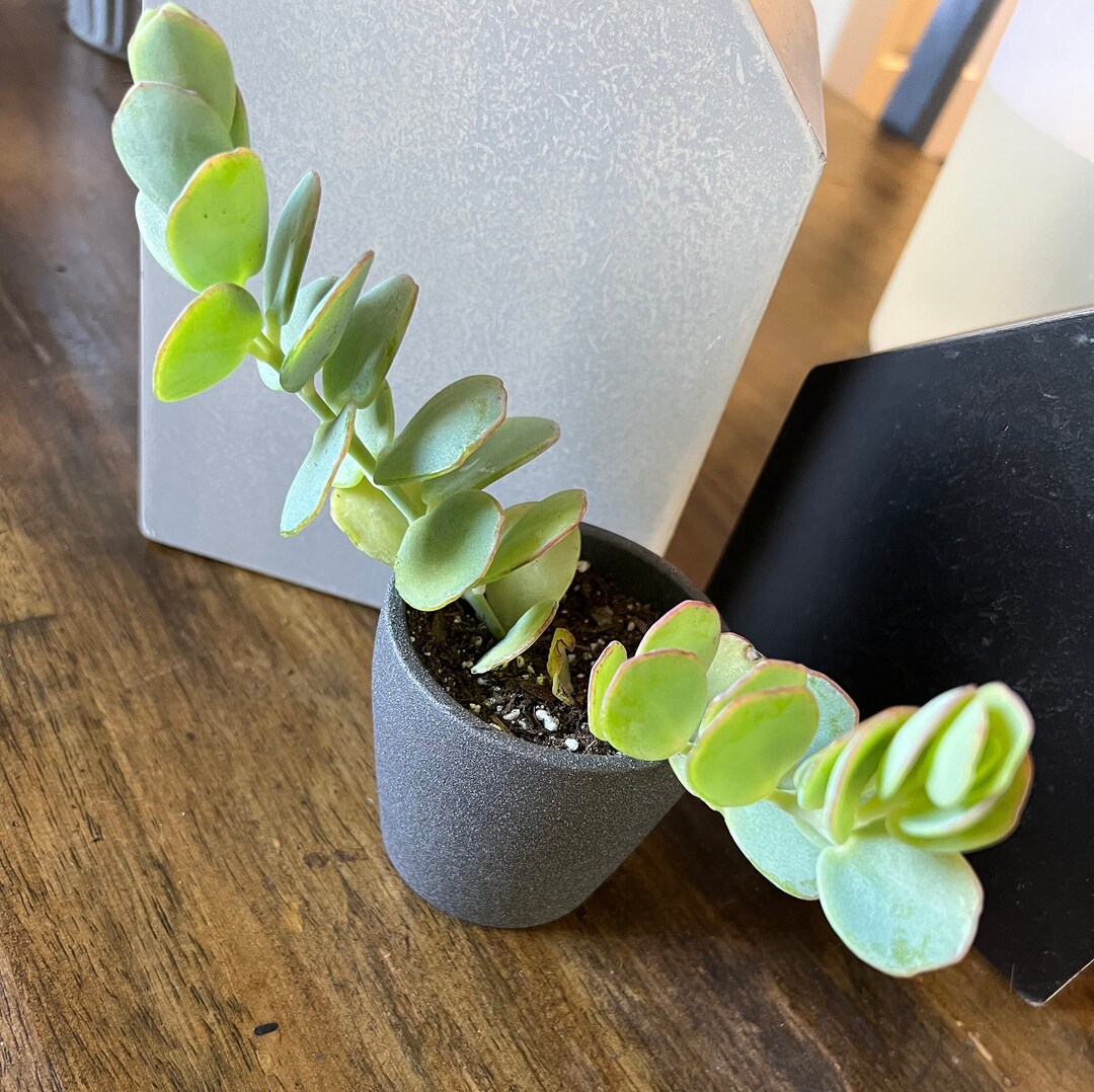 Potted Mariners Kalanchoe Perfect for Easter Etsy