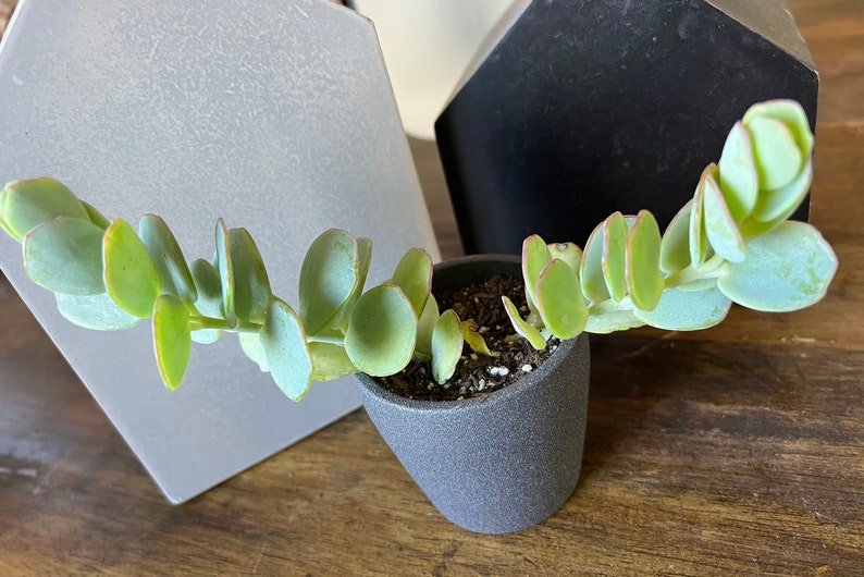 Potted Mariners Kalanchoe Perfect for Easter Etsy